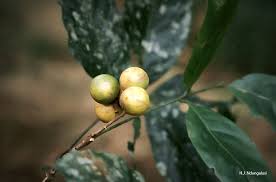 Image result for Deinbollia