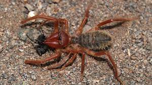 Large spiders, such as camel spiders, are commonly mistaken to have ten legs instead of eight. Camel Spiders Murderous Speed Demons Of The Desert Howstuffworks