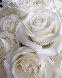 Out The Front Window Rose Flower Wallpaper Flower Background Iphone White Flowers