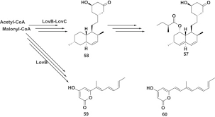 Check spelling or type a new query. Lovastatin An Overview Sciencedirect Topics