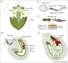 Check spelling or type a new query. Twice The Fun Double The Trouble Gamete Interactions In Flowering Plants Sciencedirect