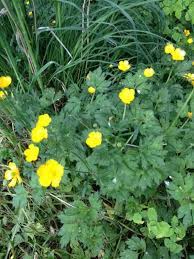 Creeping Buttercup Ranunculus Repens This Appears To Be Creeping Buttercup A European Perennial Groundcover With Cheerful Yellow Flowers Perennials Flowers