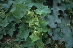 Image result for Sicyos