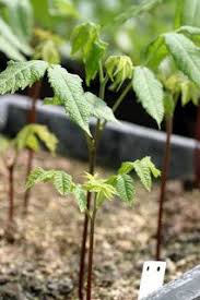 Butternut Tree Seedlings Juglans Cineria In 2020 Tree Nursery Tree Tree Seedlings