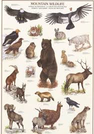 Mountain Wildlife Animal Education Poster 27x39 Animal Facts Animal Illustration Animal Habitats