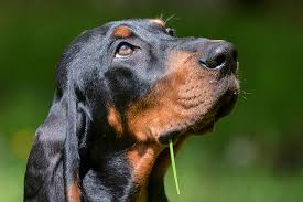 Lots of dogs have that black and tan kind of marking. Black And Tan Coonhound Dog Breed Information