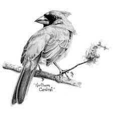 Pin On Sketching Birds