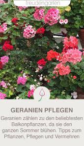 Der klassiker hängt außen am geländer, etwas modernere varianten werden auf die. Geranien Richtig Pflanzen Pflegen Und Uberwintern Geranien Pflanzen Blumen Fur Garten