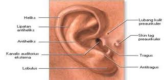 Maybe you would like to learn more about one of these? Ringkasan Materi Tema 1 Subtema 2 Rohim S Blog