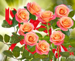 Your roses stock images are ready. Beautiful Flowers On A Green Background Many Beautiful Flowers Stock Photo Picture And Royalty Free Image Image 71718111