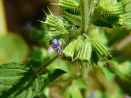 Image result for Hyptis