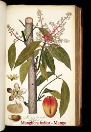 Image result for Mangifera