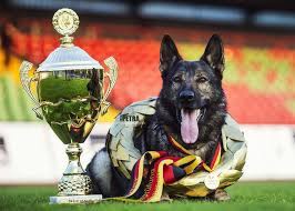 irck de la hutte du berger home facebook