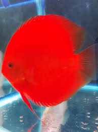 Photo Gallery Of Discus Fish Live Tropical Fish Live Tropical Fish In 2020 Discus Fish Tropical Freshwater Fish Tropical Fish Aquarium