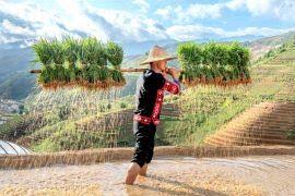 Image result for Craterispermum schweinfurthii