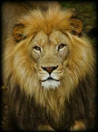 Pin By Cocoa Chocolat On Big Cats Rock Wild Cats Lion Pictures Animals Beautiful