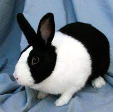 Dutch Rabbit Dutch Rabbit For Sale Dutch Rabbit Color Rabbit Care Pet Bunny Dutch Rabbit Rabbit Colors
