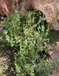 Image result for Gomphocarpus tenuifolius