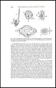 Image result for Ascolepis capensis