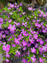 Image result for Cuphea