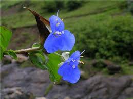 Image result for Commelina triangulispatha