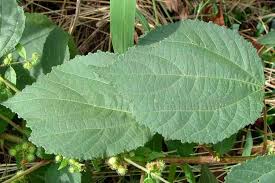 Image result for Triumfetta digitata