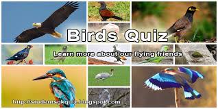 What is the world's smallest living bird? Quiz On Birds 7 Environment And Wildlife Quiz 104