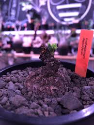 Image result for Monadenium discoideum