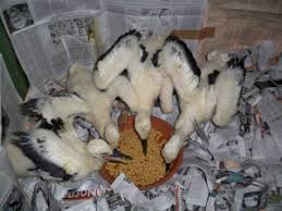 We did not find results for: Trixes Ta Agria Mwra Ths Anoi3hs Pote Kai Pws 8a Ta Boh8hsoyme