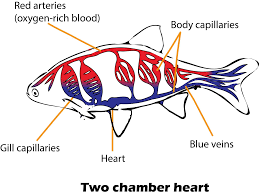 Two Chambered Heart Occurs In A Crocodiles B Fish C Class 11 Biology Cbse