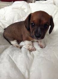 Free online listings of local dachshunds. Dachshund Mix Puppies Forsale Wisconsin