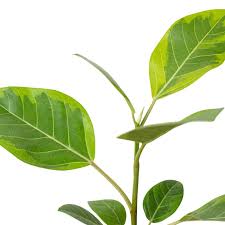 Image result for Ficus tesselata