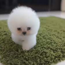 Micro Pomeranian Hey There Tinkerbell Video Puppies Baby Animals Funny Cute Baby Animals
