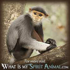 What Does Dreaming Of A Monkey Mean What Is My Spirit Animal Spirit Totem Power Animals