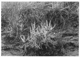 Image result for Crepidorhopalon rupestris