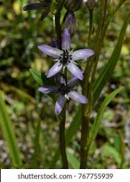 Image result for Swertia erosula