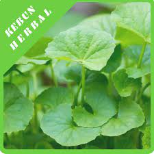 Khasiat daun tapak darah untuk kesehatan.подробнее. Jual Daun Antanan Daun Pegagan Daun Tapak Kuda Segar Kab Brebes Kebun Herbal Tokopedia