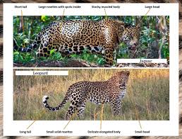 Jaguars are larger and stockier compared to leopards. Jaguar Compared To Leopard Coolguides