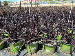 Image result for Phormium