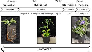 Check spelling or type a new query. Shortening The Production Cycle Of Clematis In Hortscience Volume 55 Issue 12 2020