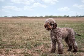 The smallest dog on my list is the teenie tiny pug, which. 8 Curly Coated Dog Breeds Bechewy