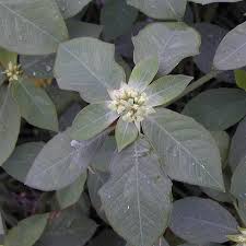 Image result for Euphorbia heterophylla