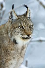 Official fan page for composer and musician luchs. Steckbrief Luchs Bund Rlp