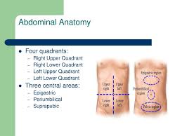 The breast has no muscle tissue.a layer of fat surrounds the glands and extends throughout the breast. Ppt Approach To The Patient With Acute Abdominal Pain Powerpoint Presentation Id 6029620