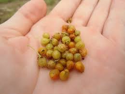 Image result for Erythroxylum platycladum