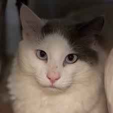 Toby, Wallace & Gromit found...