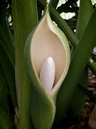 Wordpress Com Philodendron Plant Philodendron Plant Species