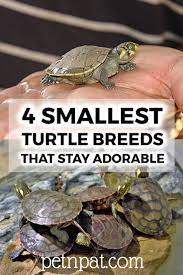 4 Smallest Turtle Breeds Guaranteed To Stay Adorable Forever Turtle Breeds Pet Turtle Care Small Turtles