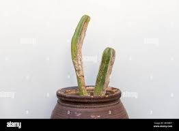 Image result for Lophocereus marginatus