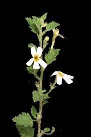 Image result for Jamesbrittenia burkeana